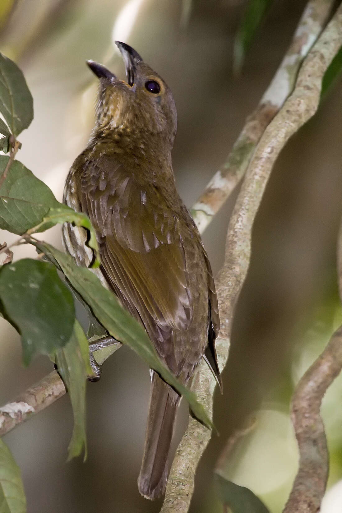 Image of Scenopoeetes Coues 1891