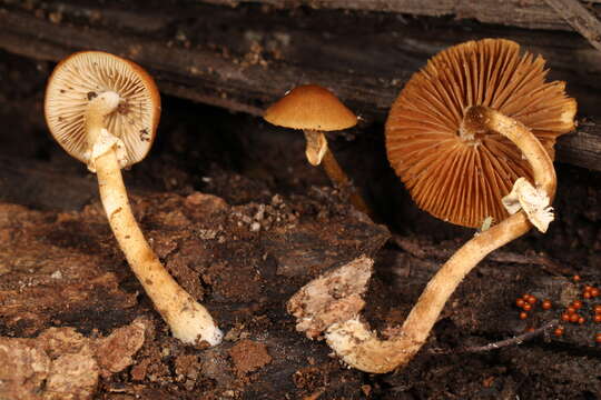 Conocybe vexans P. D. Orton 1960的圖片