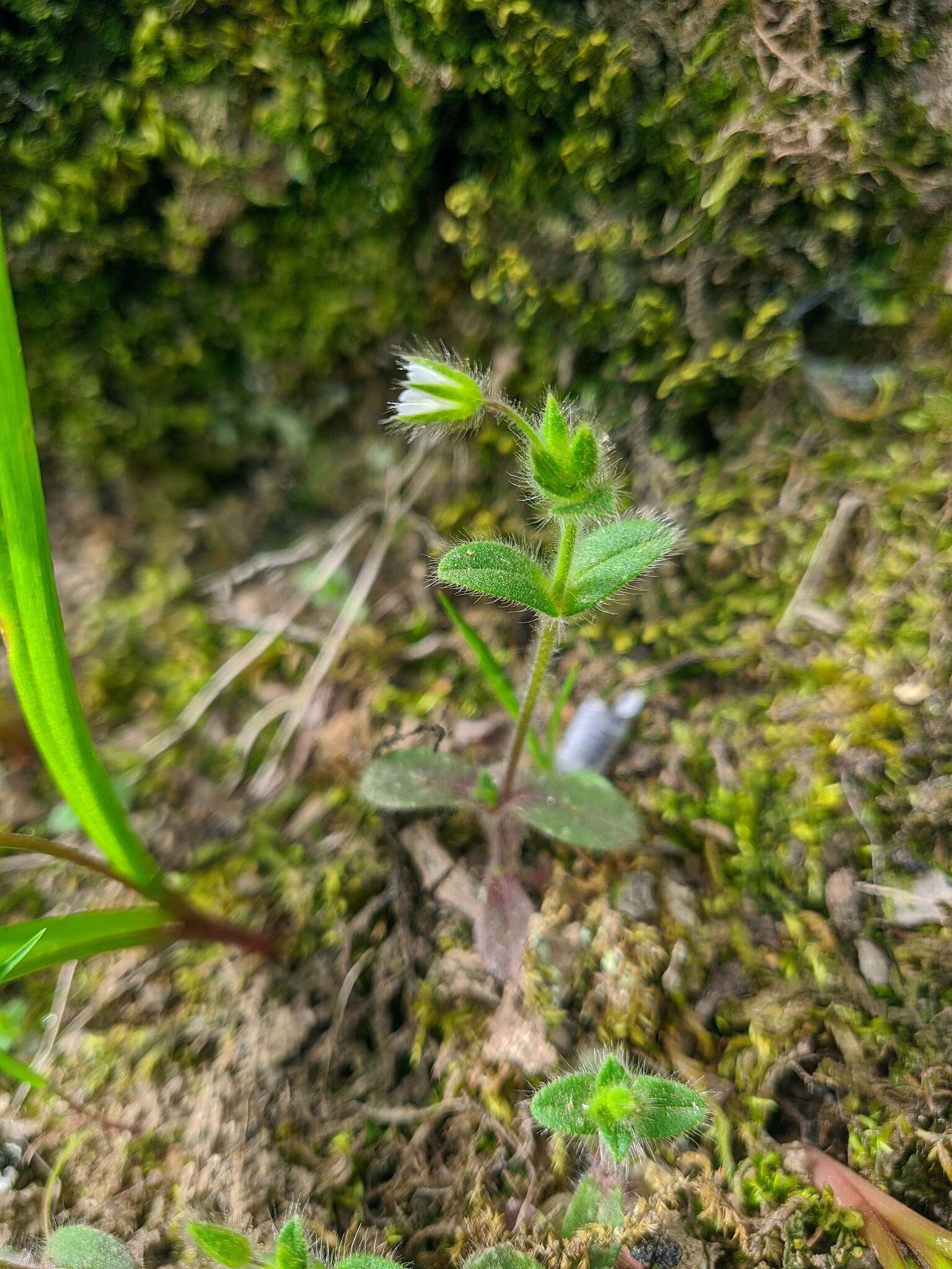 صورة Cerastium brachypetalum Desf. ex Pers.