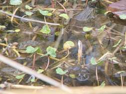 Image of Chiricahua Leopard Frog