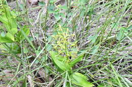 Habenaria novemfida Lindl. resmi