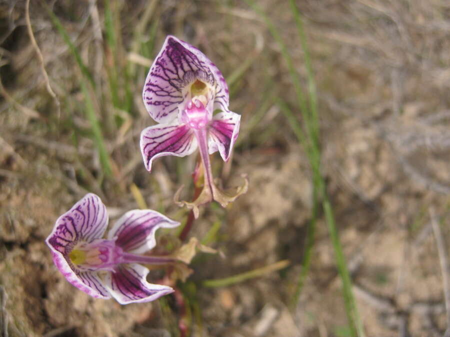 Disa spathulata subsp. tripartita (Lindl.) H. P. Linder resmi