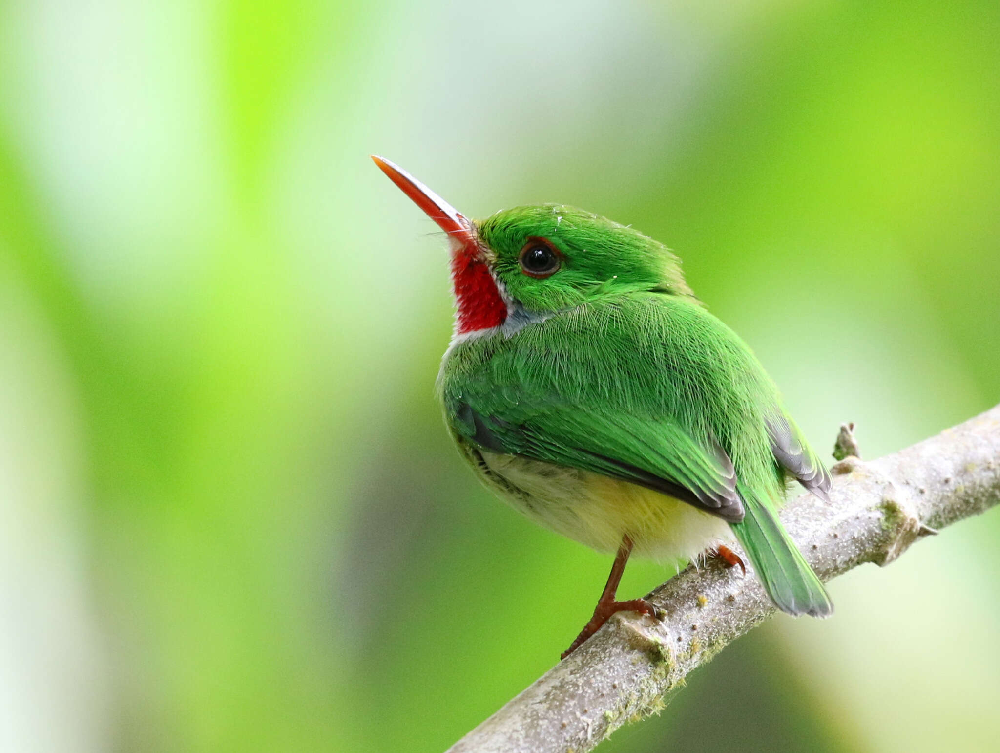 Image of Jamaican Tody