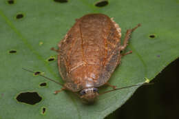 Pseudophoraspis nebulosa (Burmeister 1838) resmi