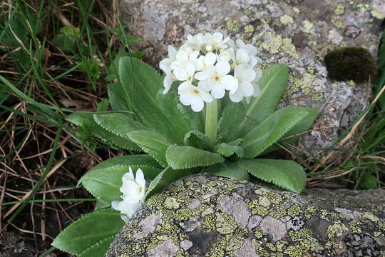 Image of Primula bayernii Rupr.