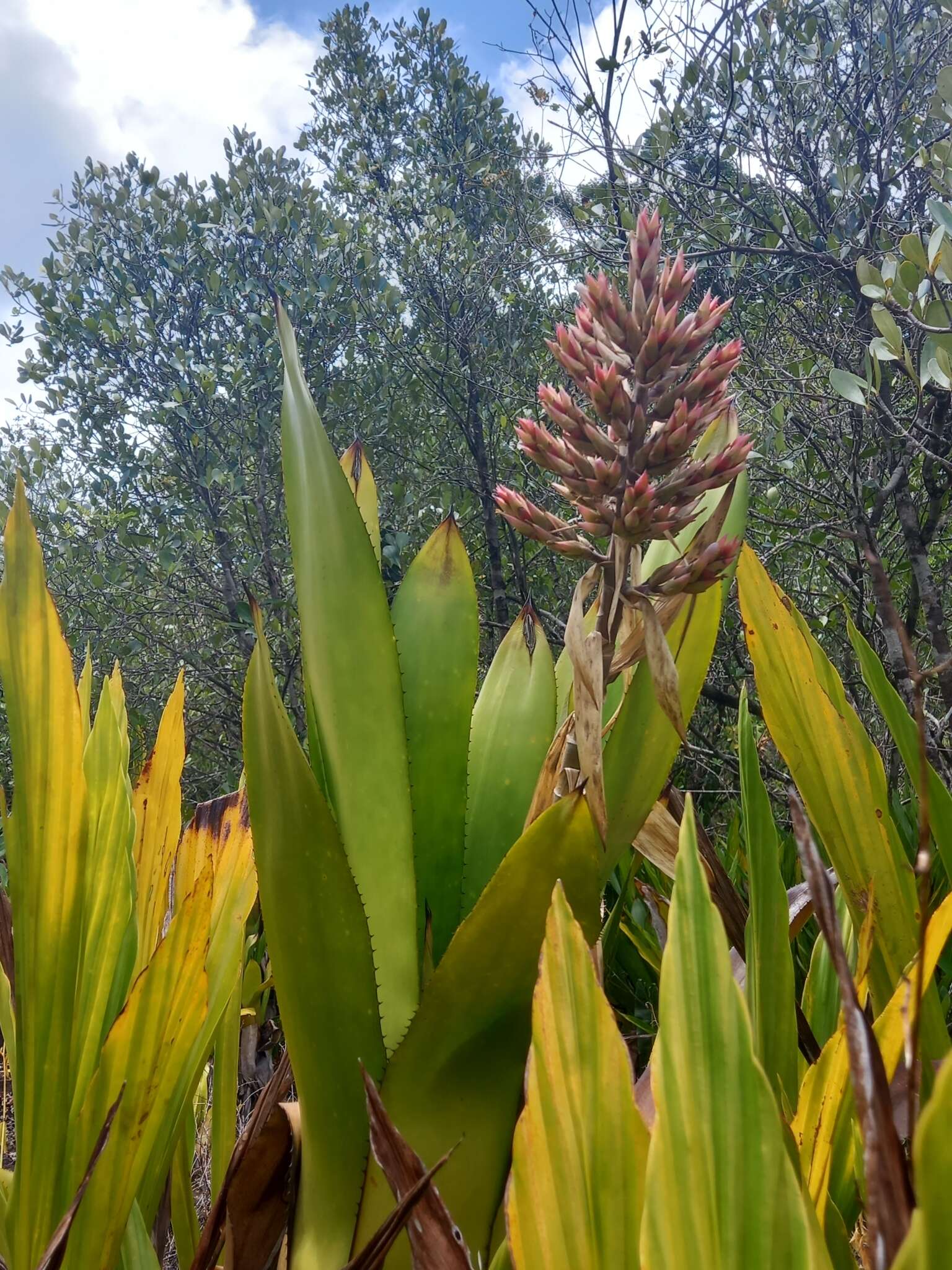 Слика од Aechmea polyantha E. Pereira & Reitz