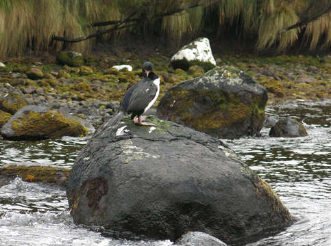 Image of Campbell Shag