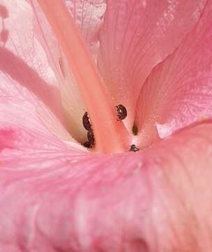 Image of Sap beetle