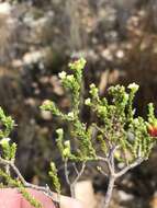 Image of Diosma apetala (Dümmer) I. Williams