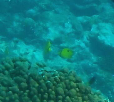 Image of Indian Teardrop Butterflyfish