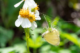 Image of Peucetia formosensis Kishida 1930