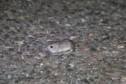 Image of Desert Pocket Mouse