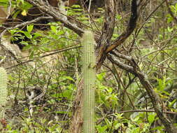 Plancia ëd Cleistocactus parviflorus (K. Schum.) Rol.-Goss.