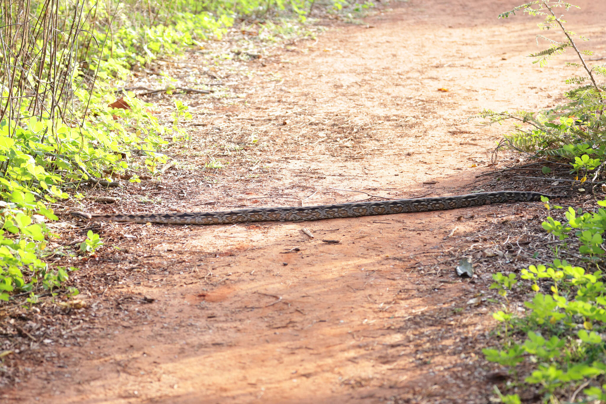 Слика од Acrantophis madagascariensis (Duméril & Bibron 1844)