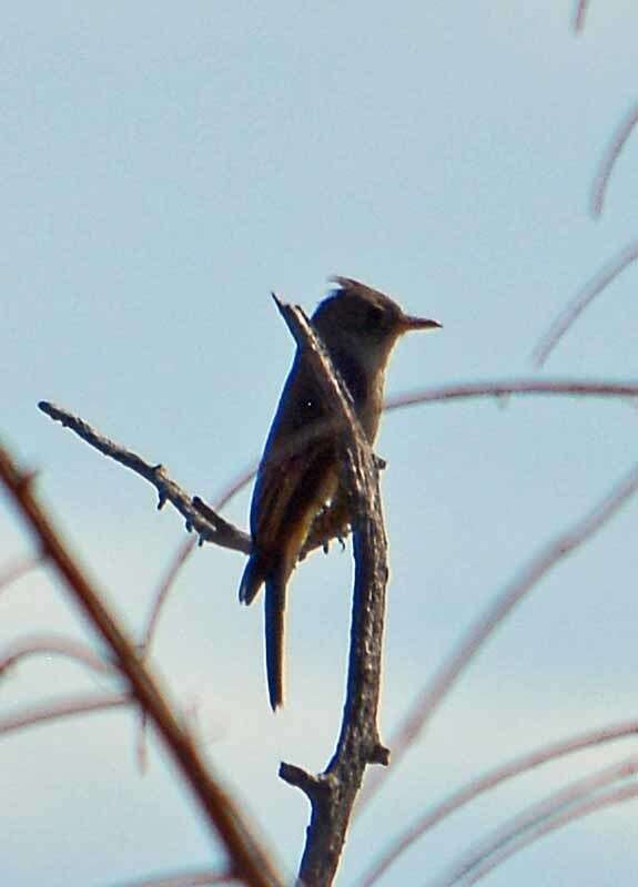 Image of Greater Pewee