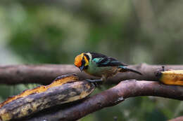 Image of Flame-faced Tanager