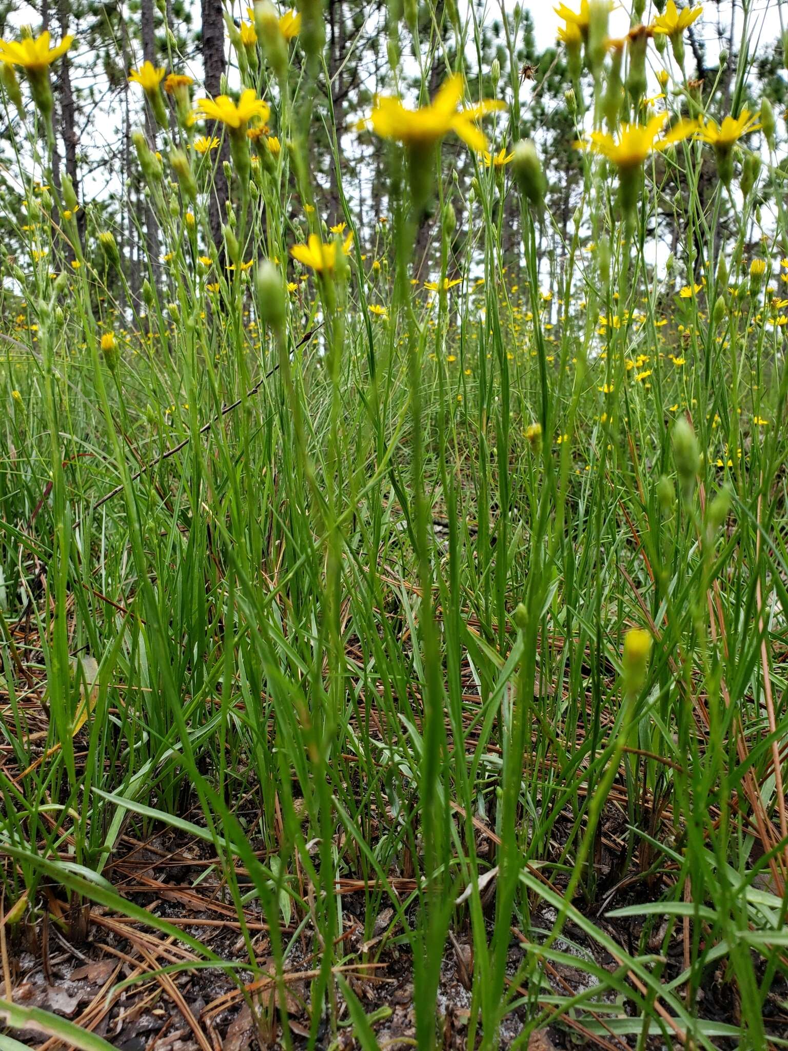 Pityopsis aspera (A. Gray) Small resmi