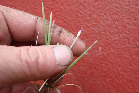 Image of dwarf willowherb