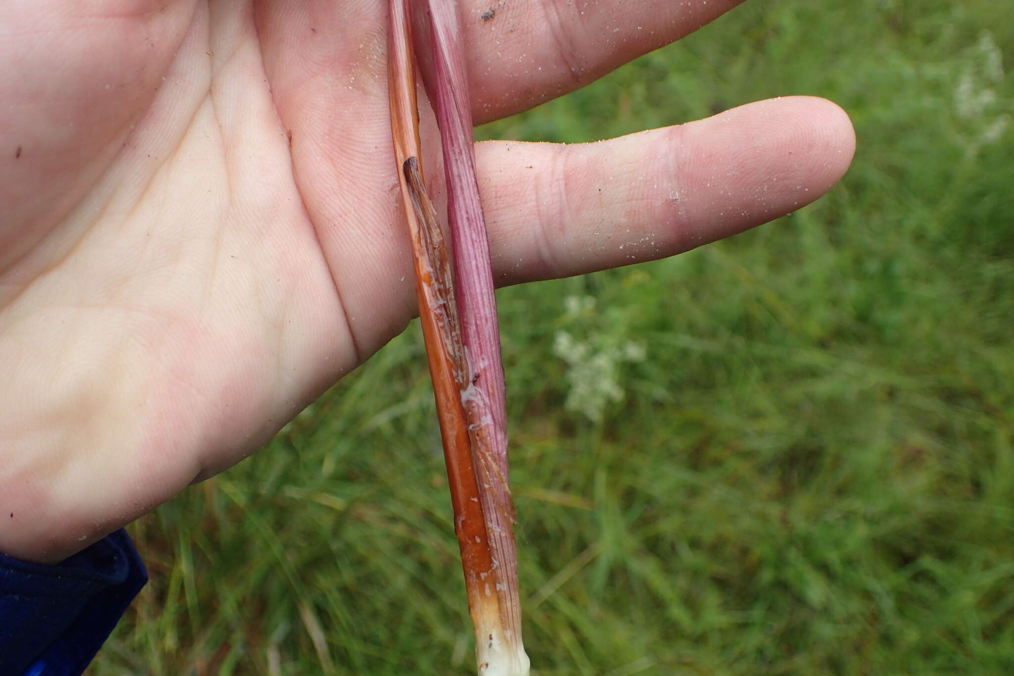 Image of Harper's yelloweyed grass