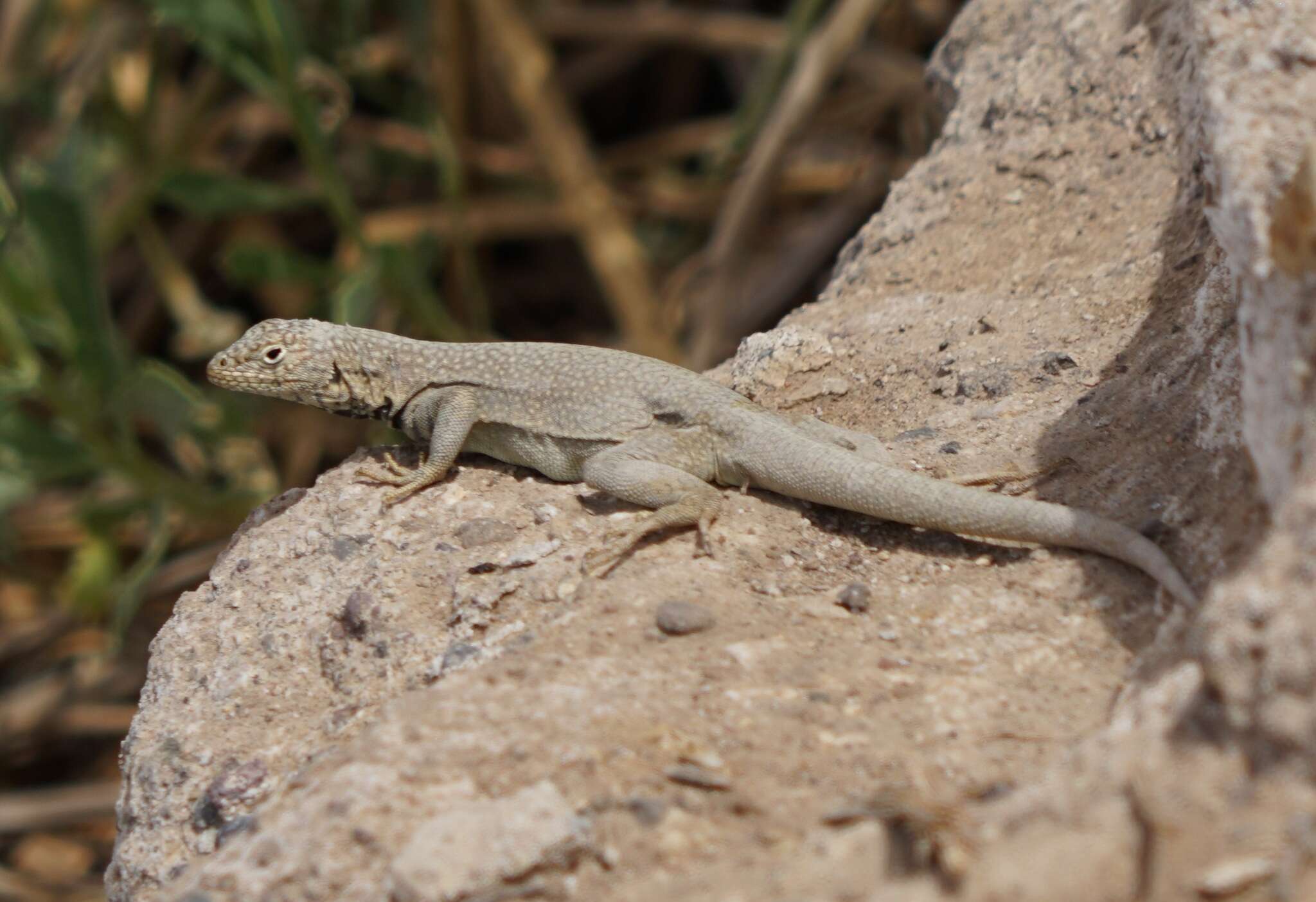 Plancia ëd Microlophus theresioides (Donoso-barros 1966)