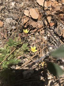 Слика од Potentilla subviscosa Greene