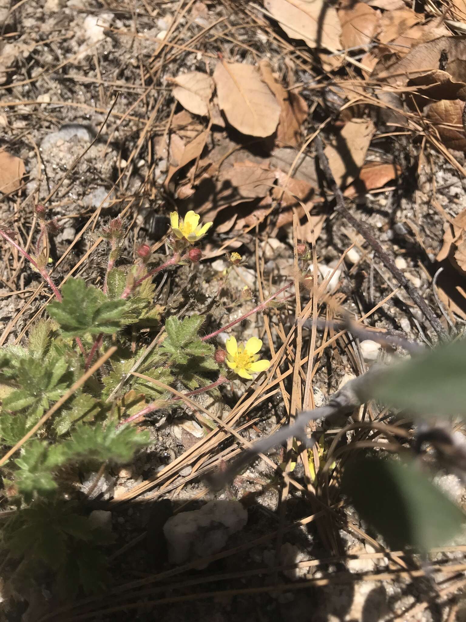 Image of Navajo cinquefoil