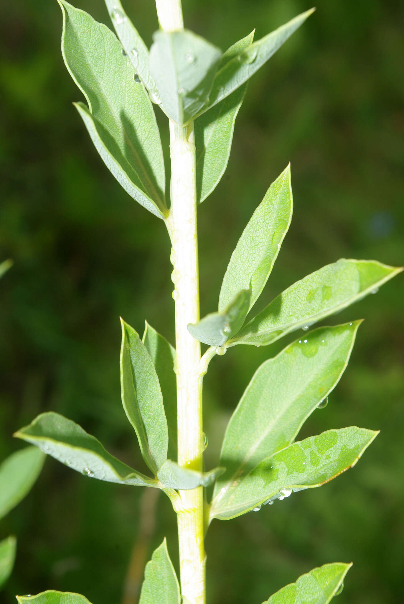 Image de Heteromorpha involucrata Conrath