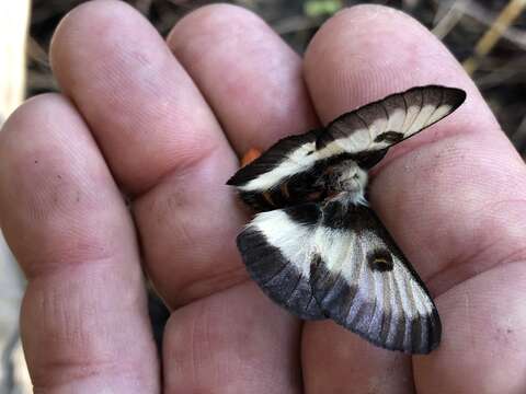 Слика од Hemileuca nevadensis Stretch 1872