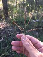 صورة Bothriochloa bladhii (Retz.) S. T. Blake