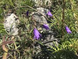 Image of Campanula daghestanica Fomin