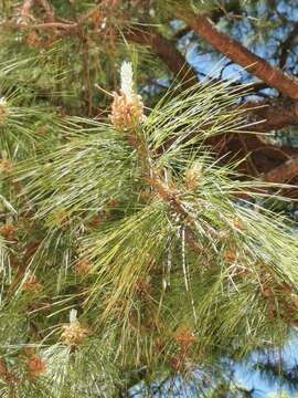 Image of Herrera's Pine