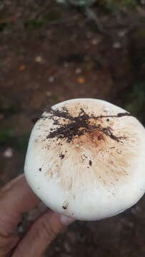 Слика од Tricholoma dulciolens Kytöv. 1989