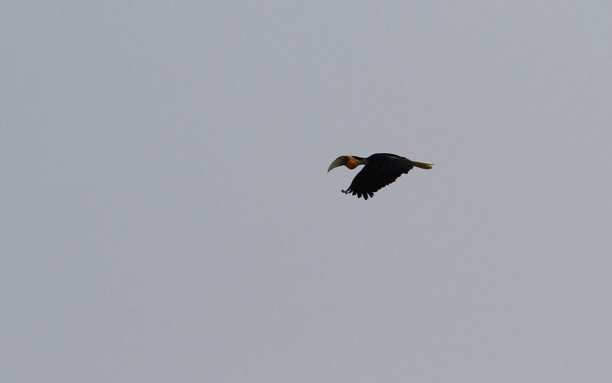 Image of Wreathed Hornbill