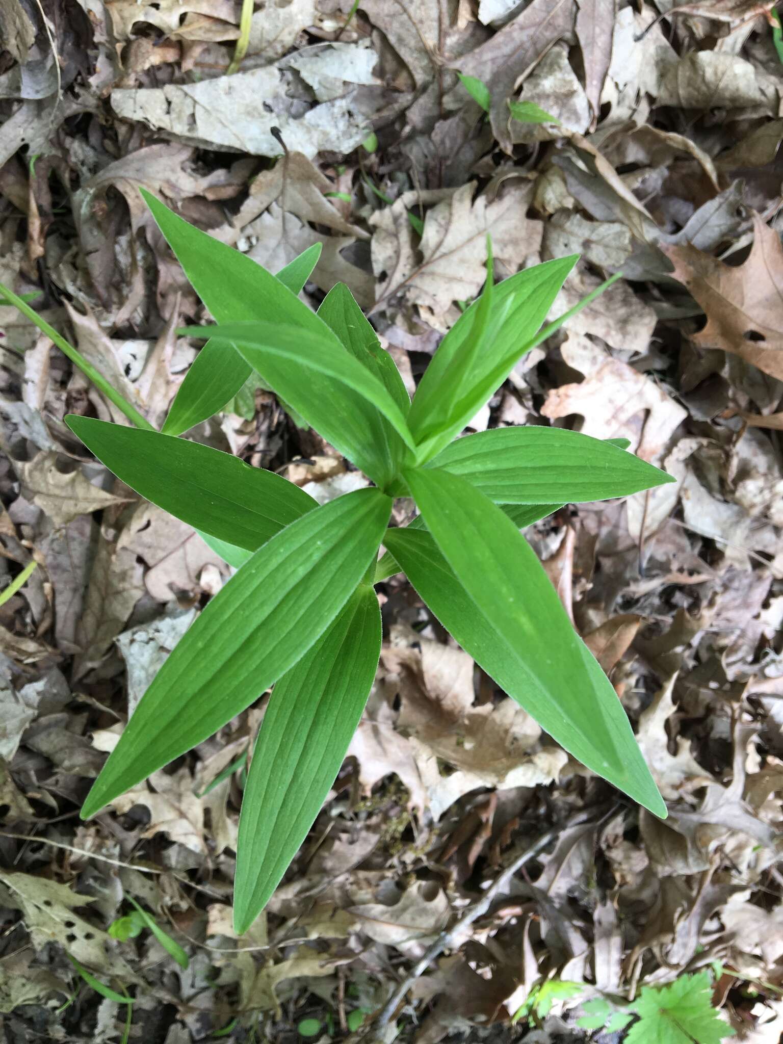 Image of Michigan lily