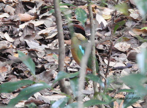 Image of Noisy Pitta