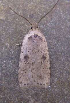 Image of Agonopterix argillacea Walsingham 1881