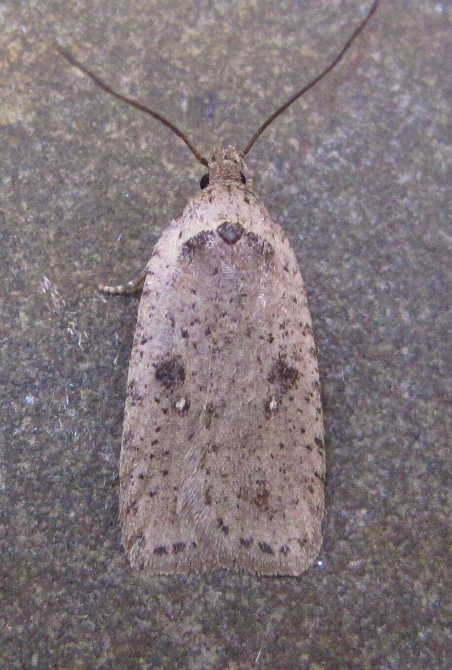 Image of Agonopterix argillacea Walsingham 1881