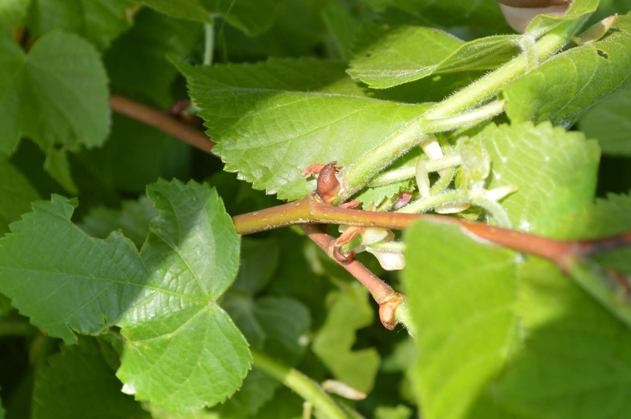 Image of Large-leaved Lime