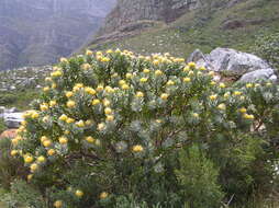 Image of Leucospermum conocarpodendron subsp. conocarpodendron