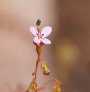 Image of Stylidium soboliferum F. Müll.