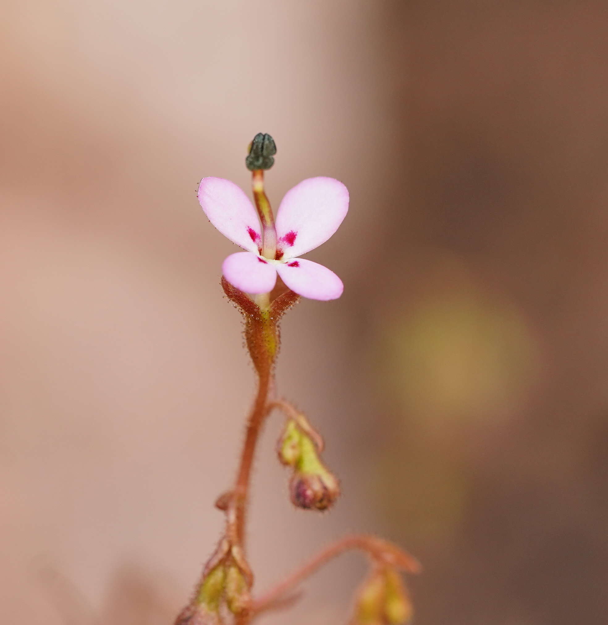 Image of Stylidium soboliferum F. Müll.