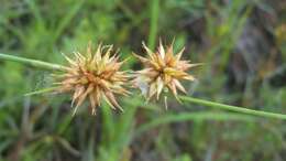 Image of Tracy's Beak Sedge