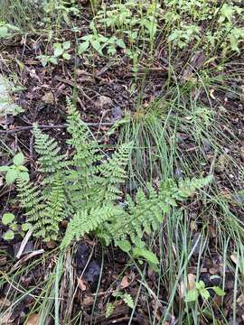 Plancia ëd Woodsia phillipsii