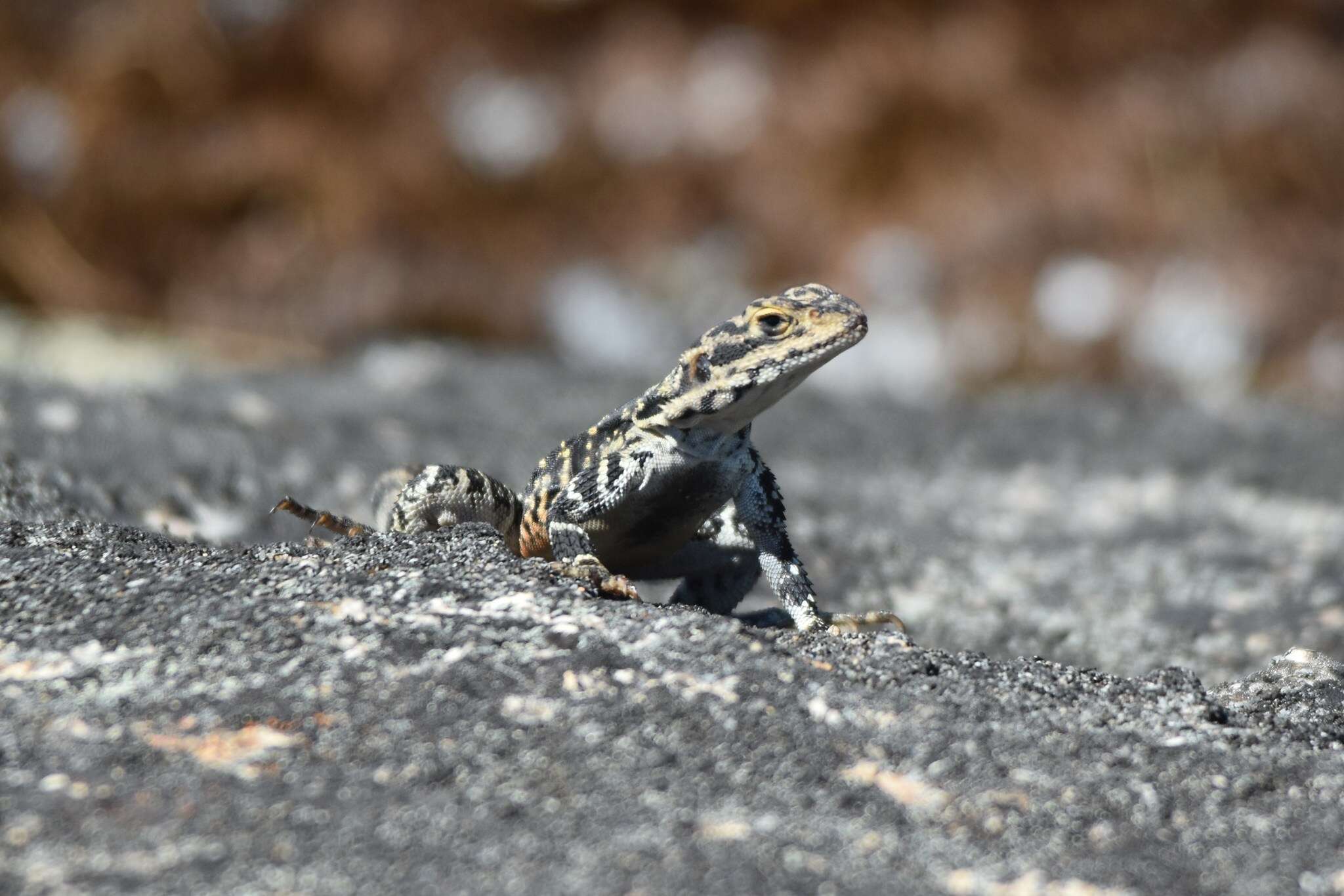 Image of Ornate Crevice-dragon