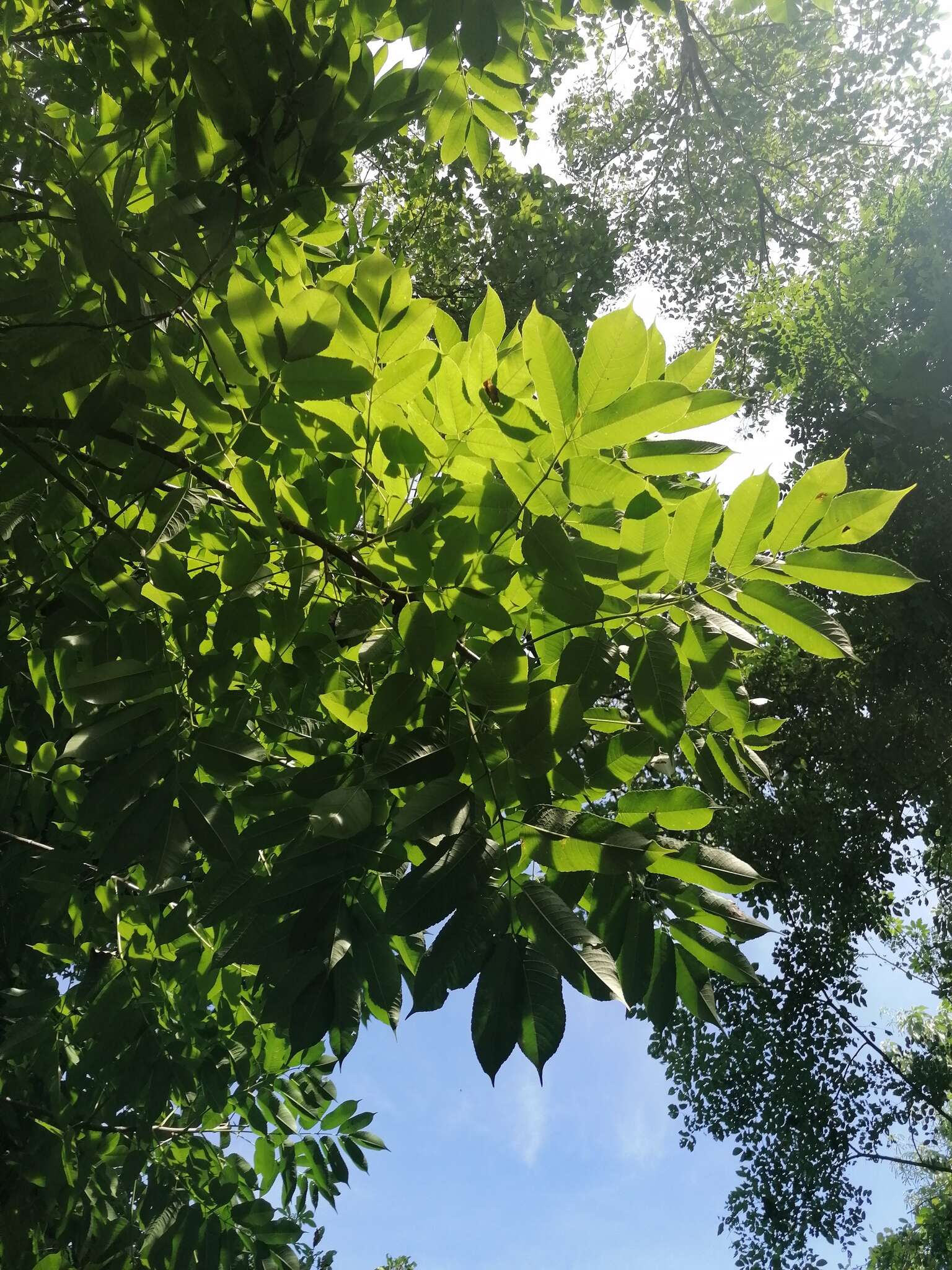 Image of Bursera jerzyi Medina