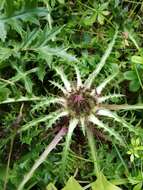 Plancia ëd Carlina acaulis subsp. acaulis