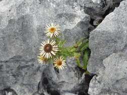 Image of carline thistle