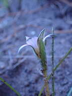 Image of Romulea atrandra var. lewisiae M. P. de Vos