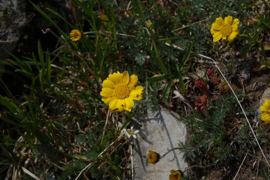 Image of Anthemis marschalliana subsp. sosnovskyana (Fed.) Grierson