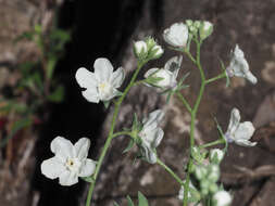 Image of Iberodes commutata (G. López) Serrano, R. Carbajal & S. Ortiz